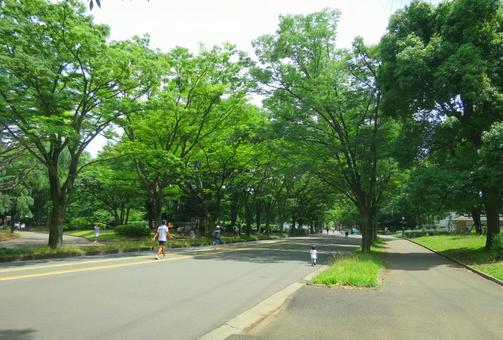 駒沢公園,緑,豊か,高級住宅街,地価予測,ランキング,住みたい街