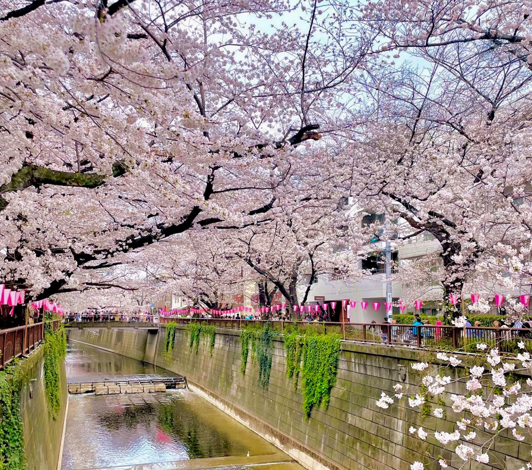東京の桜の名所といえば、、、